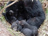 Black Bear Bear mother cubs hibernating
