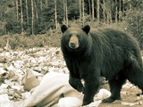 Black Bear Big Ursus americanus