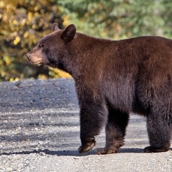 Black Bear Canada Ursus americanus