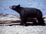 Black Bear YellowstoneUrsus americanus