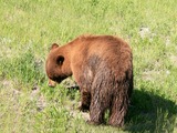 Black Bear yellowstone brown fur