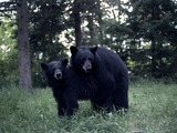 Black Bears mating Ursus americanus