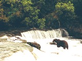 Brown Bear Brooks Falls Katmai