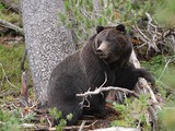 Brown Bear Female_Black_Grizzly_Bear_(Ursus_arctos_horribilis)