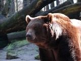 Brown Bear Grizzly Ursus arctos (6)