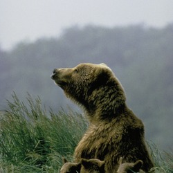 Female Brown Bear with Three Cubs