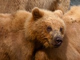 Brown Bear Kodiak_bear_cub_and_mother_in_Kenai,_Alaska