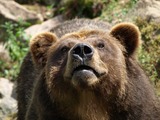 Brown Bear Ursus Grizzly arctos