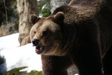 Brown Bear Photo Gallery