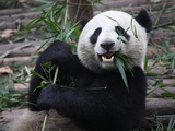Giant Panda Bear  bamboo Eating
