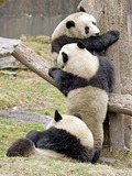 Giant Panda Bear Ailuropoda melanoleuca Playing