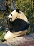 Giant Panda Bear Ailuropoda melanoleuca eating