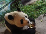 Giant Panda Bear Photo Gallery