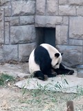 Giant Panda Bear Beijing Zoo (2)