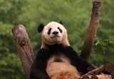 Giant Panda Bear Photo Gallery