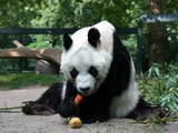 Giant Panda Bear Berlin Bao Bao eating