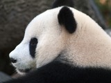 Giant Panda Bear Panda_profile