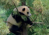 Giant Panda Bear Photo Gallery