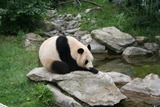 Giant Panda Bear Photo Gallery