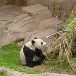 Giant Panda Bear _eating_Bamboo