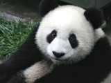 Giant Panda Bear cub Wolong ichuan China