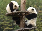 Giant Panda Bear cubs playing tree