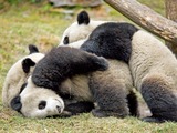 Giant Panda Bear cubs playing