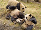 Giant Panda Bear group playing