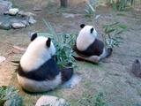 Giant Panda Bear Photo Gallery