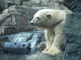 Polar Bear arctic Central Park Zoo