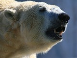Polar Bear arctic Eisbar_1858