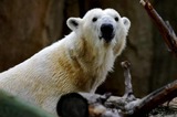 Polar Bear Photo Gallery