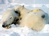 Polar Bear arctic Mother_cubs