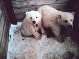 Polar Bear arctic Noaa-polar4