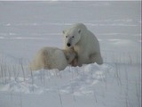 Polar Bear arctic Nursing_Ursus_maritimus