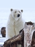Polar Bear arctic Polar_Bear (2)