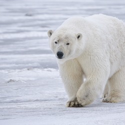 Polar Bear arctic Polar_Bear Alaska
