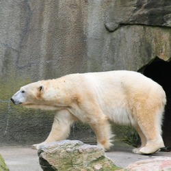 Polar Bear arctic Polar_Bear1