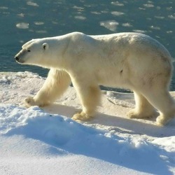 Polar Bear arctic Polar_Bear_2004-11-15