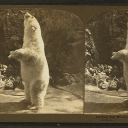 Polar Bear arctic Polar_bear_(Ursus_maritimus Zoo chicago lincoln park