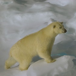 Polar Bear arctic Polar_bear_hg