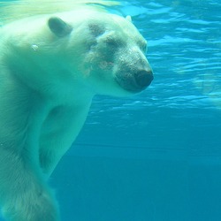 Polar Bear arctic Polar_bear_under_water