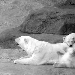 Polar Bear arctic Polar_bear_with_cubs