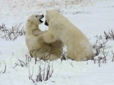 Polar Bear arctic Sparring_2_2004-11-16