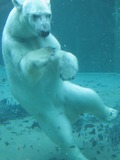 Polar Bear arctic Swimming under water