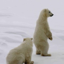 Polar Bear arctic Ursus maritimus (4)