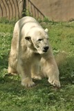 Polar Bear Photo Gallery