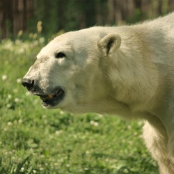 Polar Bear arctic Ursus_maritimus Philadelphia Zoo