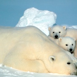 Polar Bear arctic Ursus_maritimus wild mother cubs