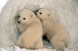 Polar Bear Photo Gallery